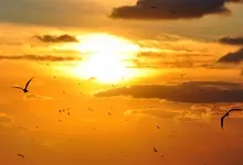 sunset clouds sun seagulls skies the sky 2957x1844 wallpaper Art HD Wallpaper